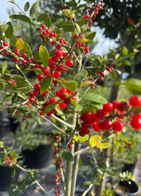 Red berries on a tree with green leaves in an outdoor setting