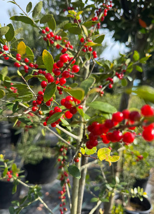 Flowing Well Tree Farm Native Plant Mystery Box Monthly Subscription (1 Plant Per Month For 6 Months)