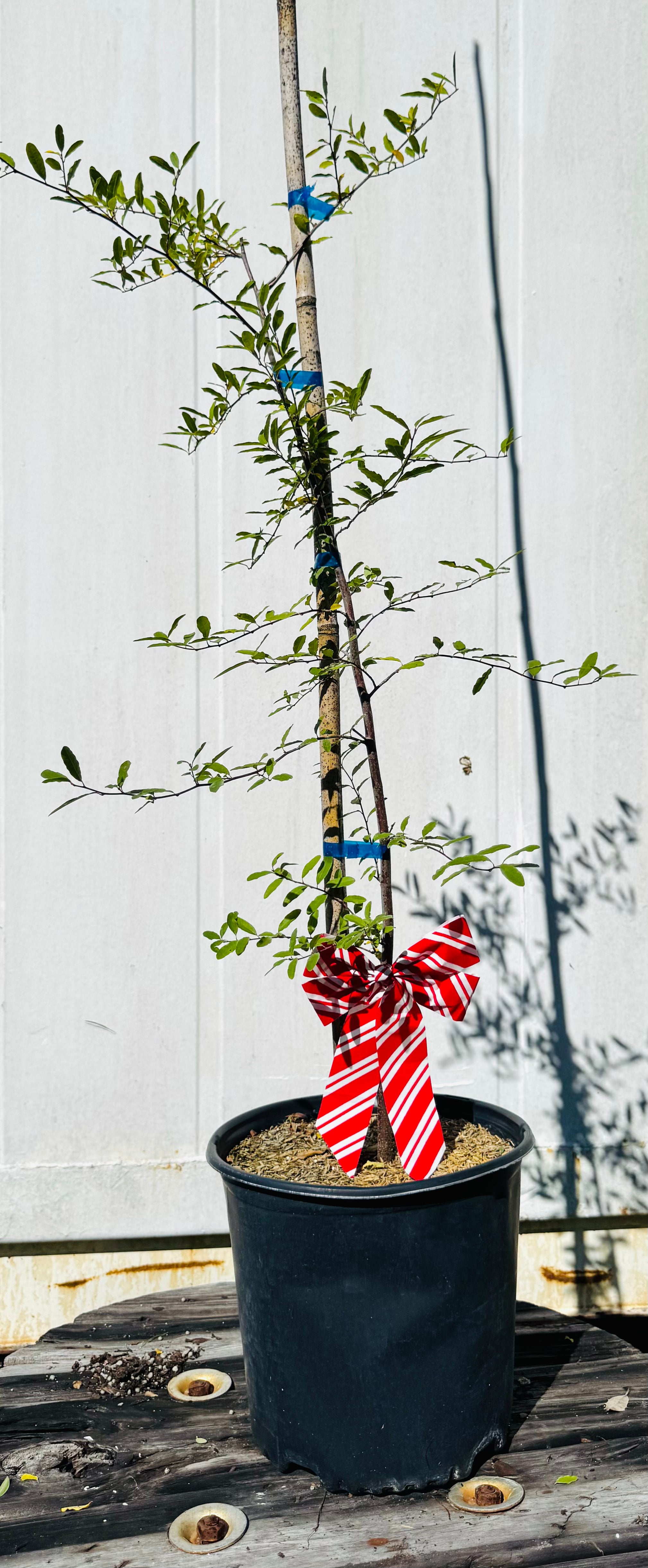 Potted plant with a decorative ribbon against a white wall