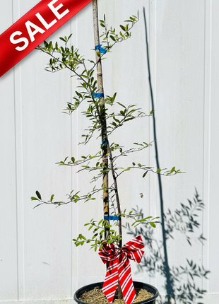 Potted plant with a decorative ribbon against a white wall