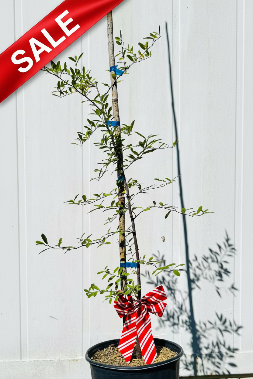 Potted plant with a decorative ribbon against a white wall