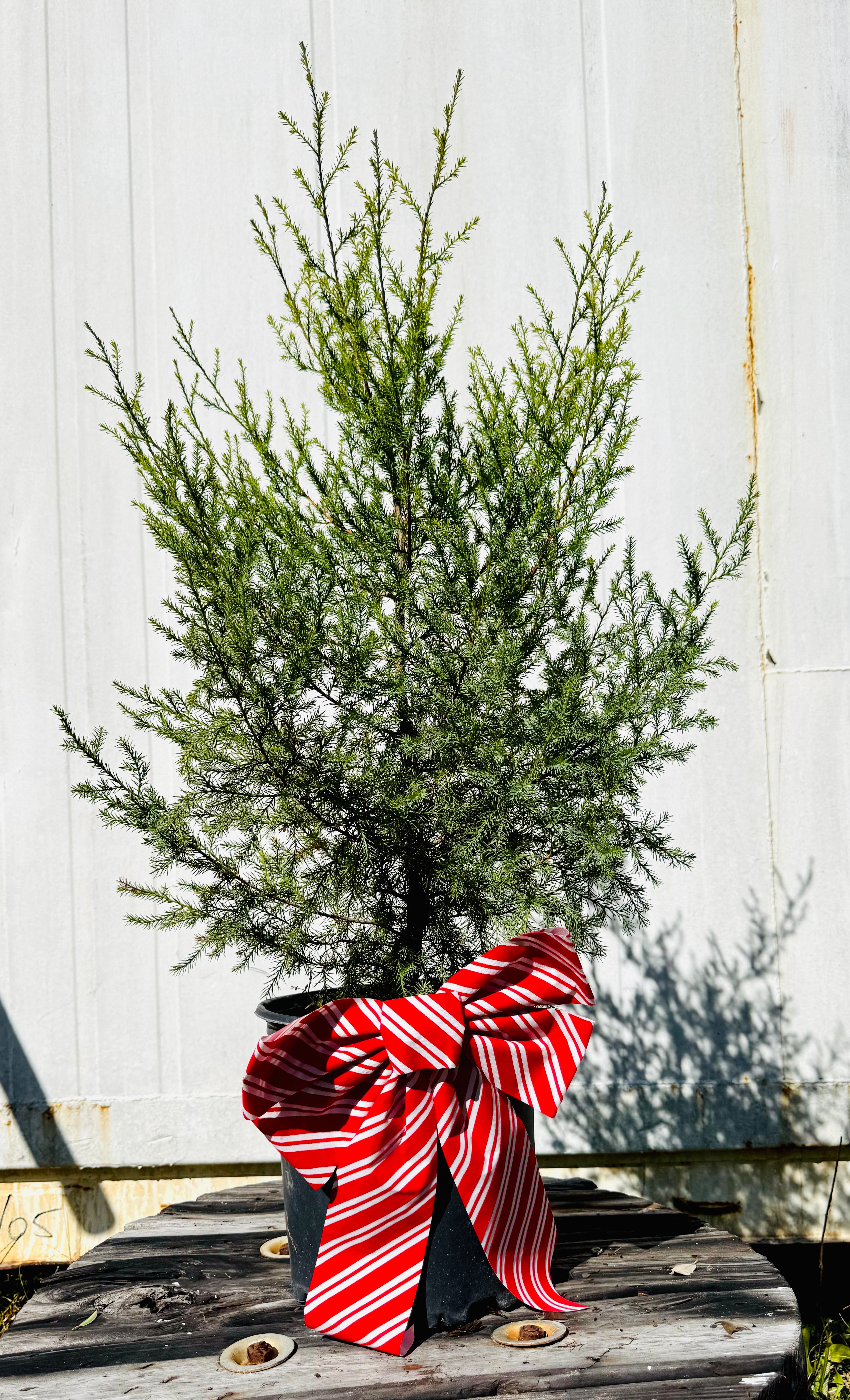 Small evergreen tree with a large red and white striped bow against a light gray background.
