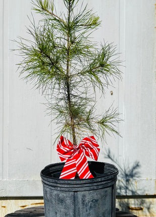 Potted plant with a red and white striped bag on a wooden surface against a light wooden panel background