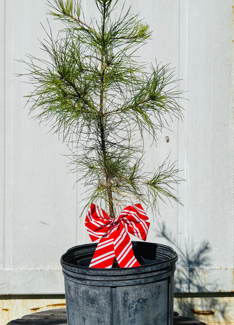 Potted plant with a red and white striped bag on a wooden surface against a light wooden panel background