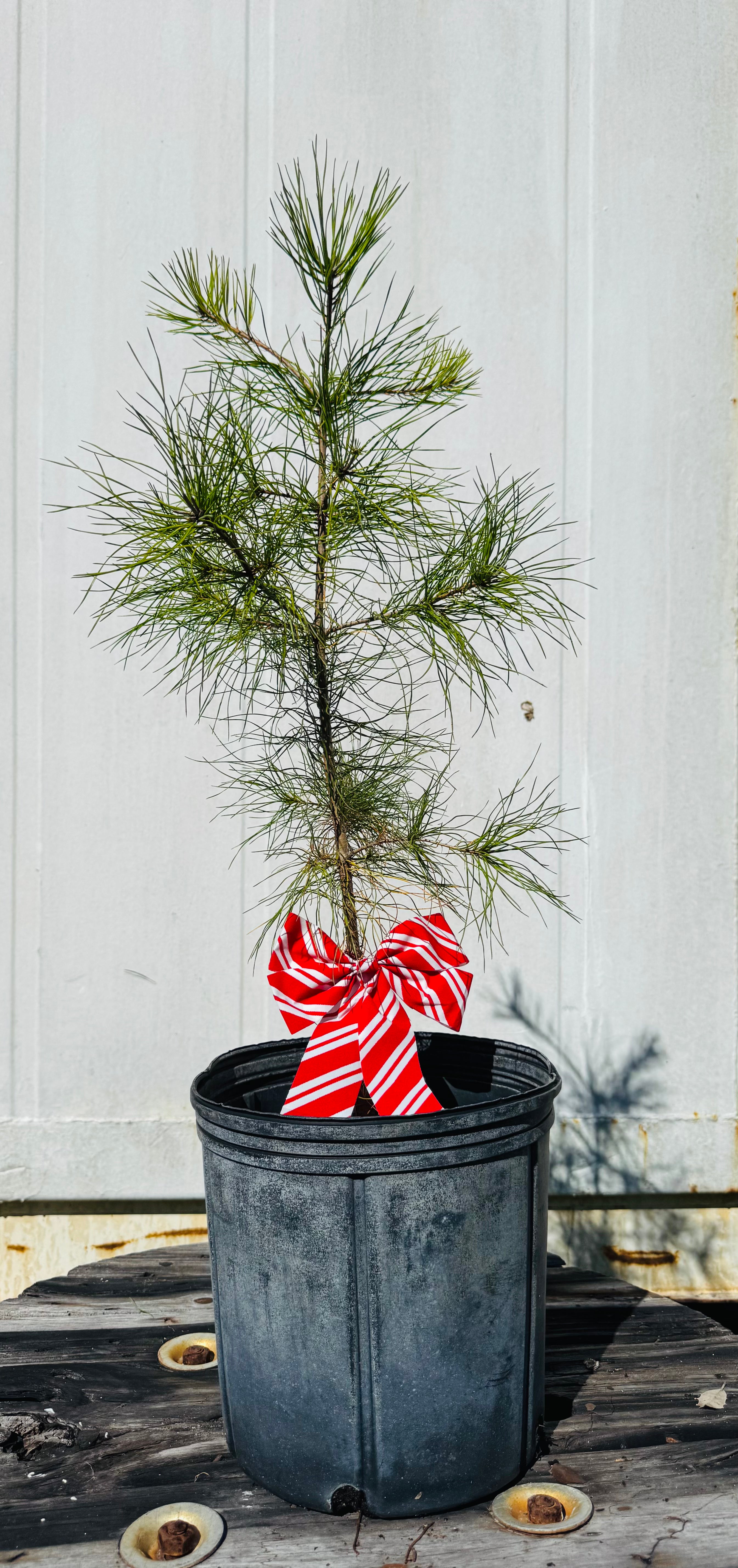 Potted plant with a red and white striped bag on a wooden surface against a light wooden panel background
