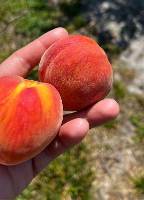 A hand holding two fresh peaches with a blurred background.