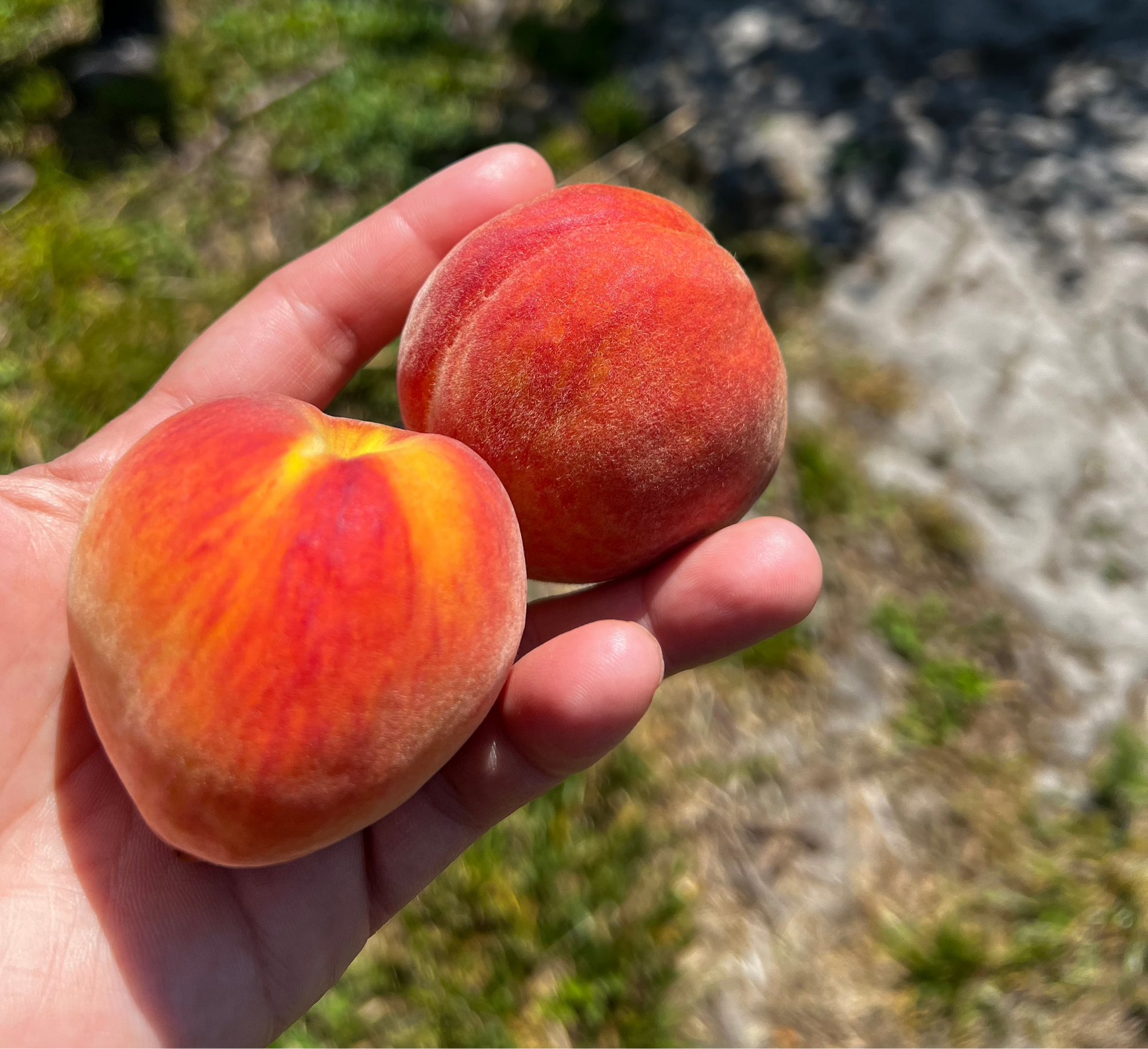 A hand holding two fresh peaches with a blurred background.
