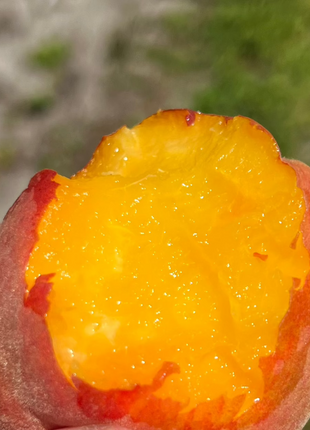Hand holding a peach