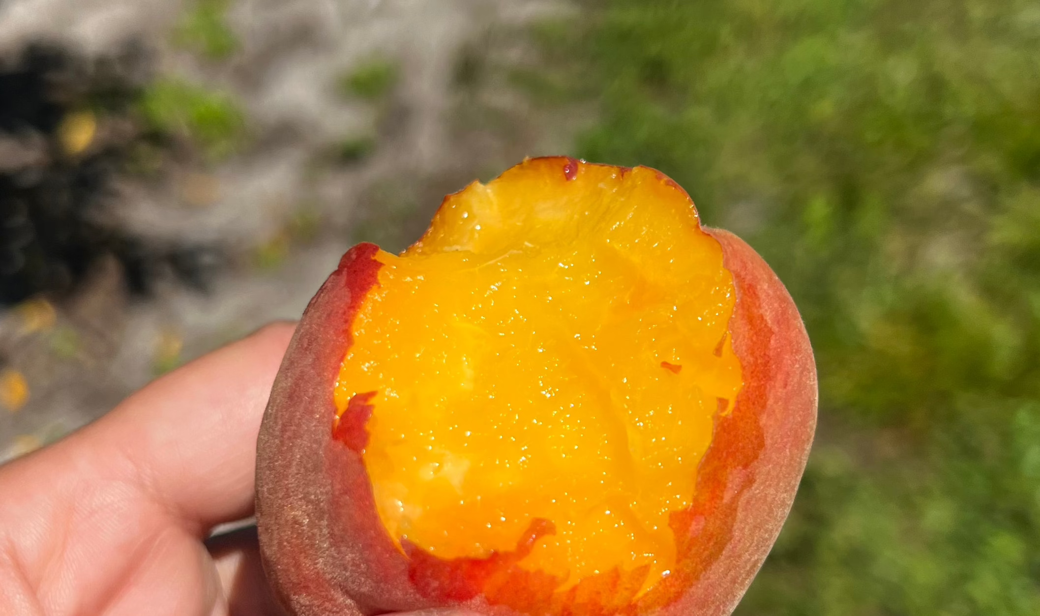 Hand holding a peach