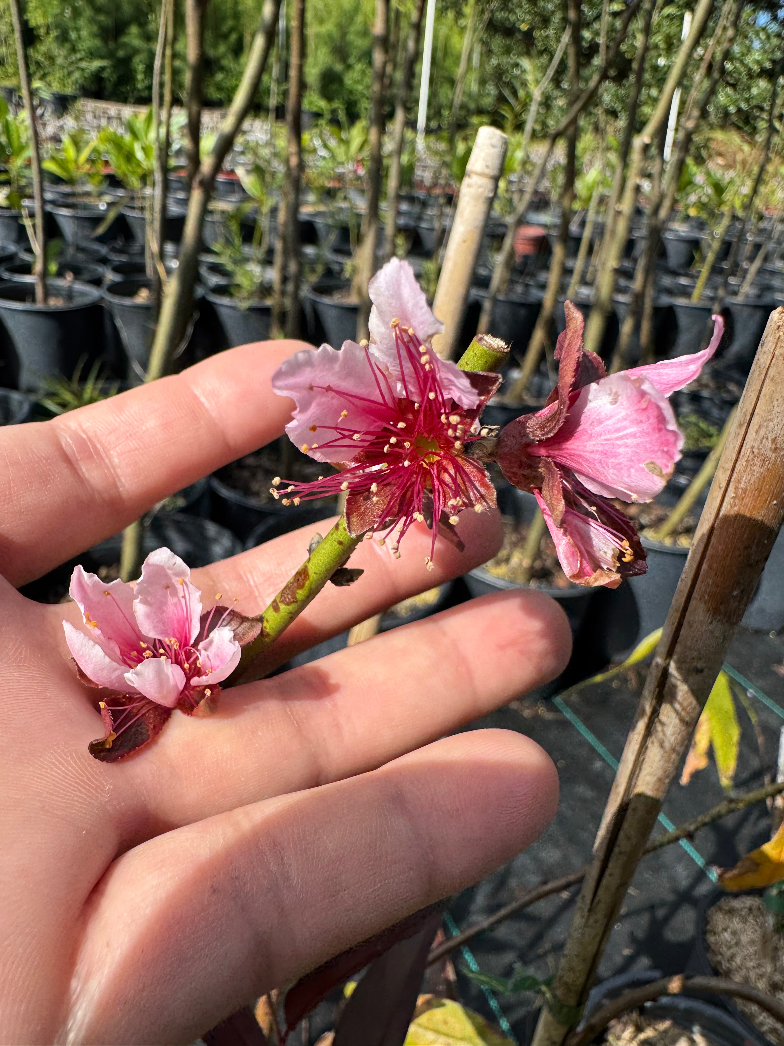 Hand holding two pink flowers with a blurred background of plants and trees
