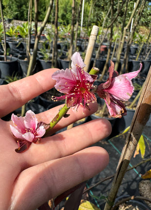 Locally Grafted Tropic Beauty Peaches (Prunus Persica) on Florida