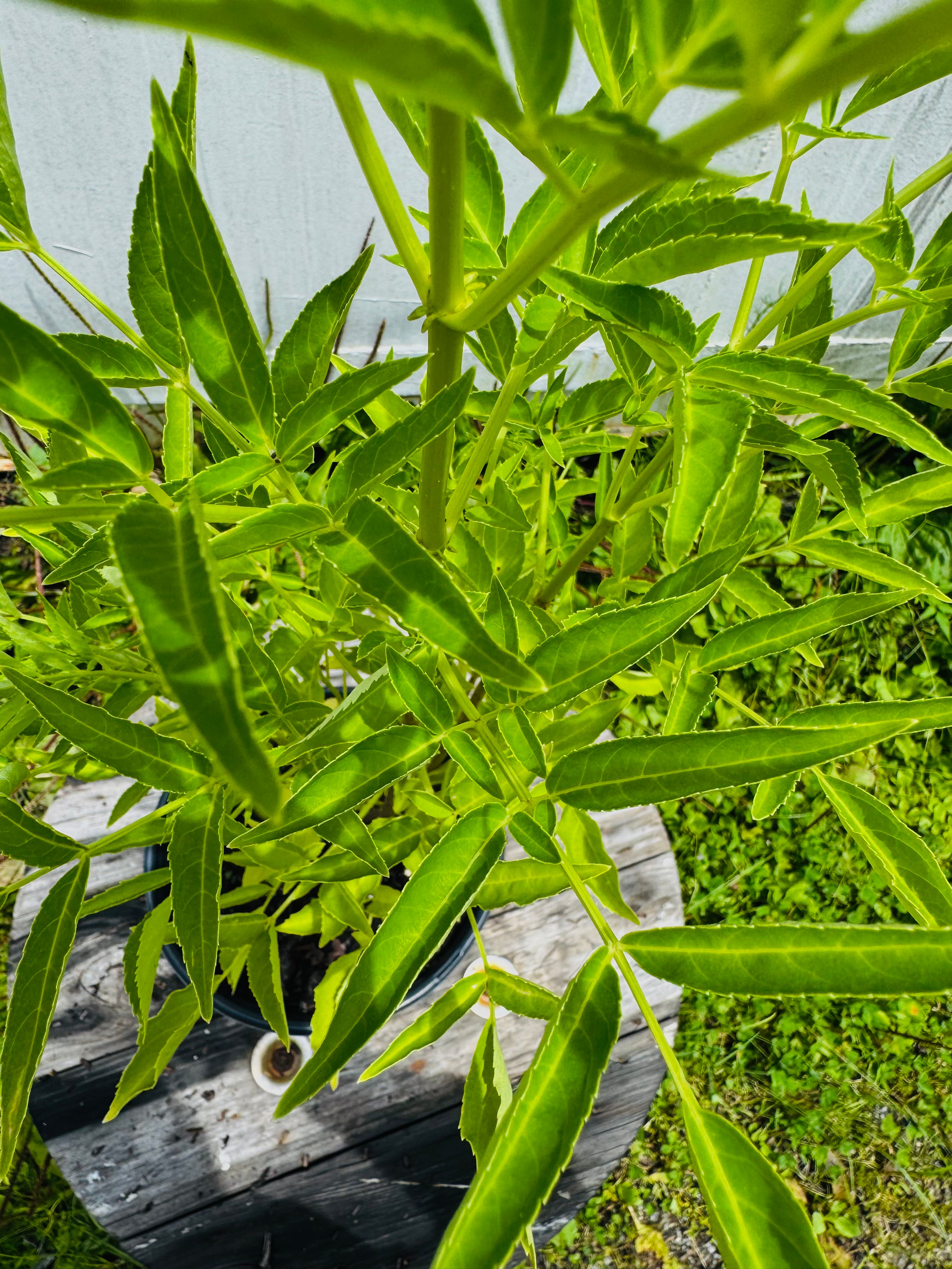 Close-up of green leaves with a blurred background