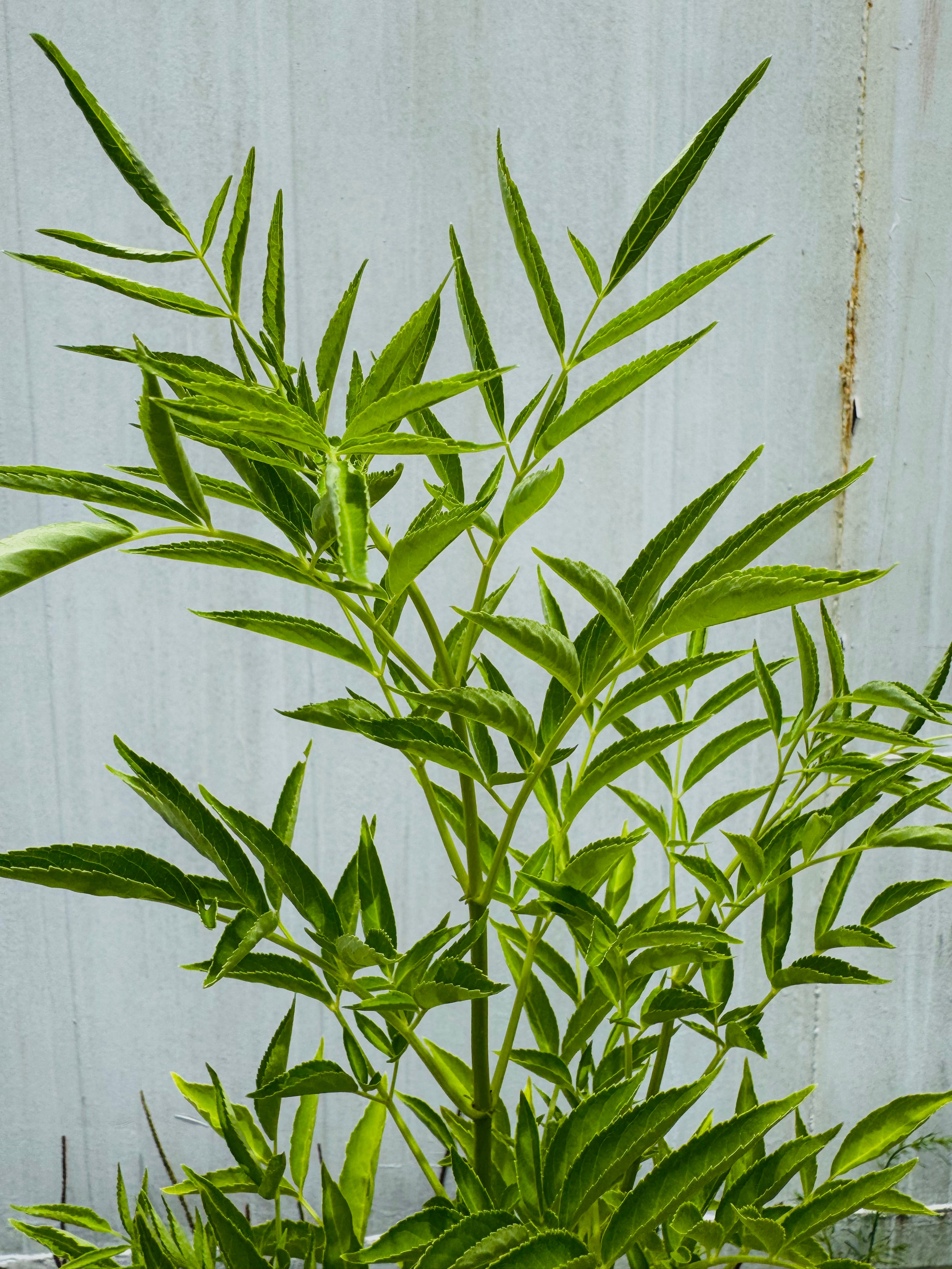Green plant against a light gray wooden background