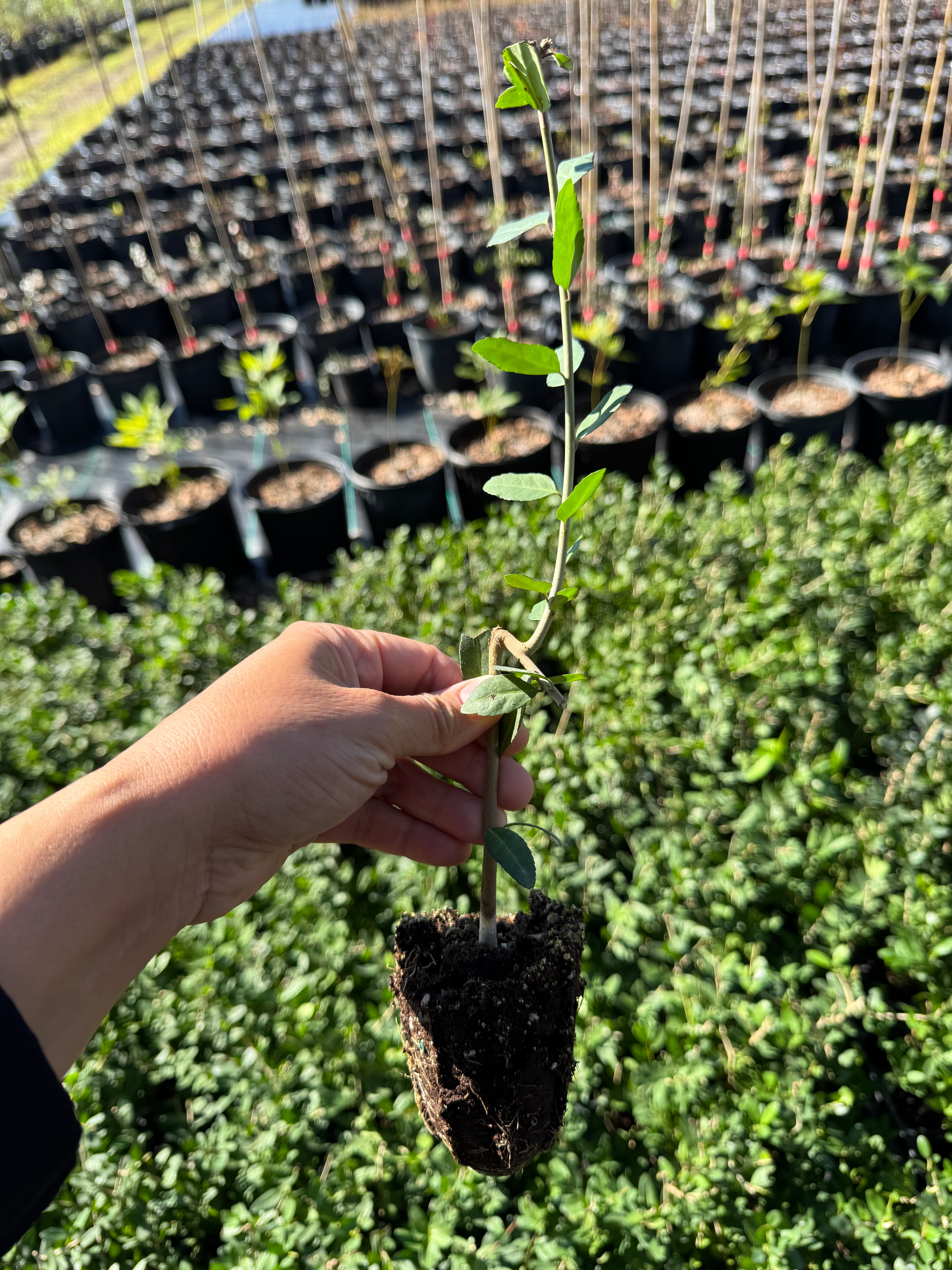 Starter yaupon holly