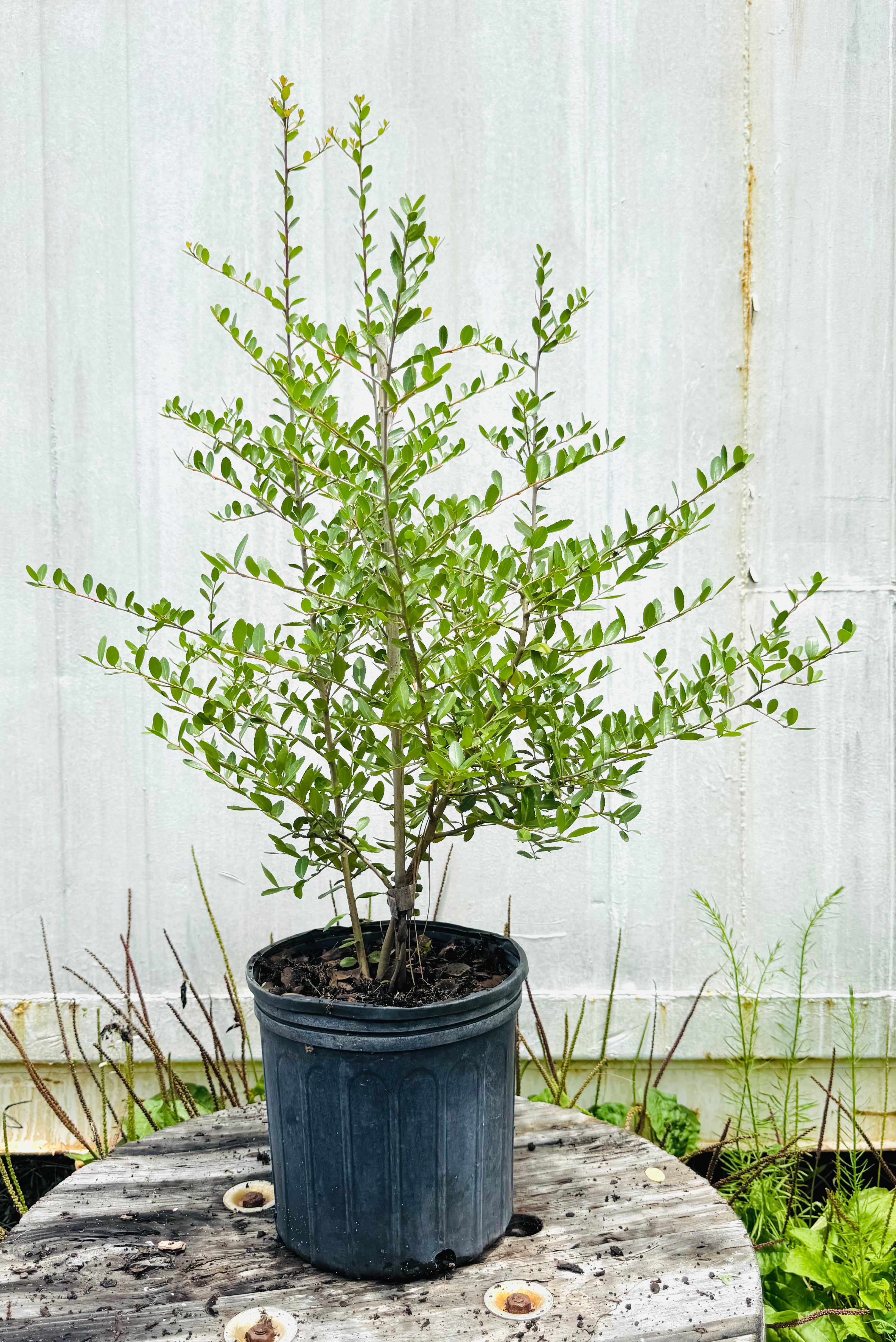 


Potted plant on a wooden surface with a white fence background