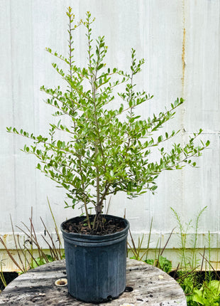 


Potted plant on a wooden surface with a white fence background