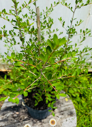Potted plant with green leaves on a wooden surface