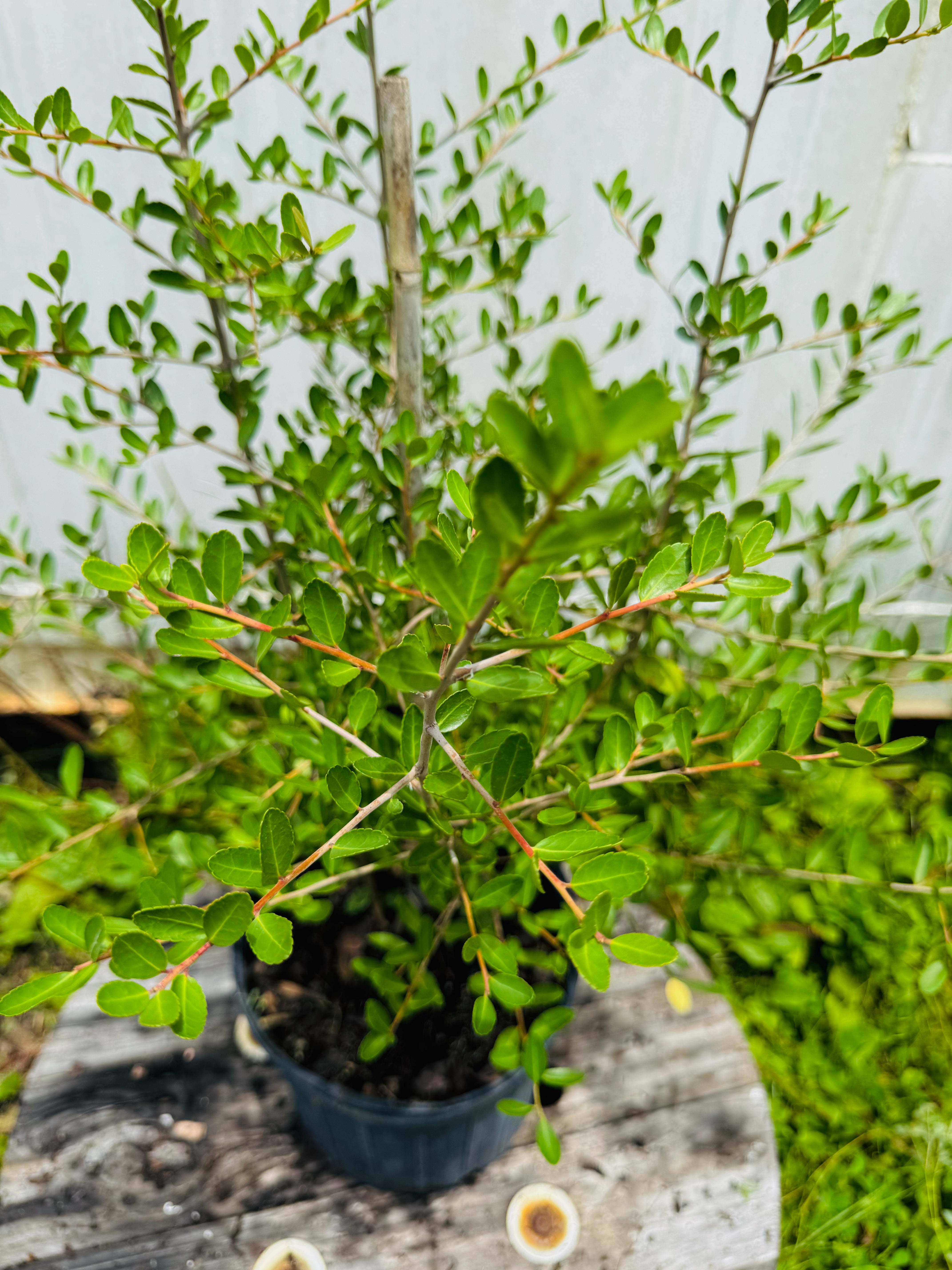 Potted plant with green leaves on a wooden surface
