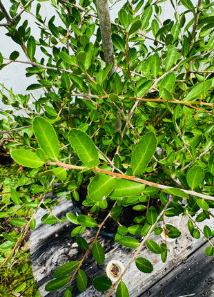 Close-up of a green leafy plant with a blurred background