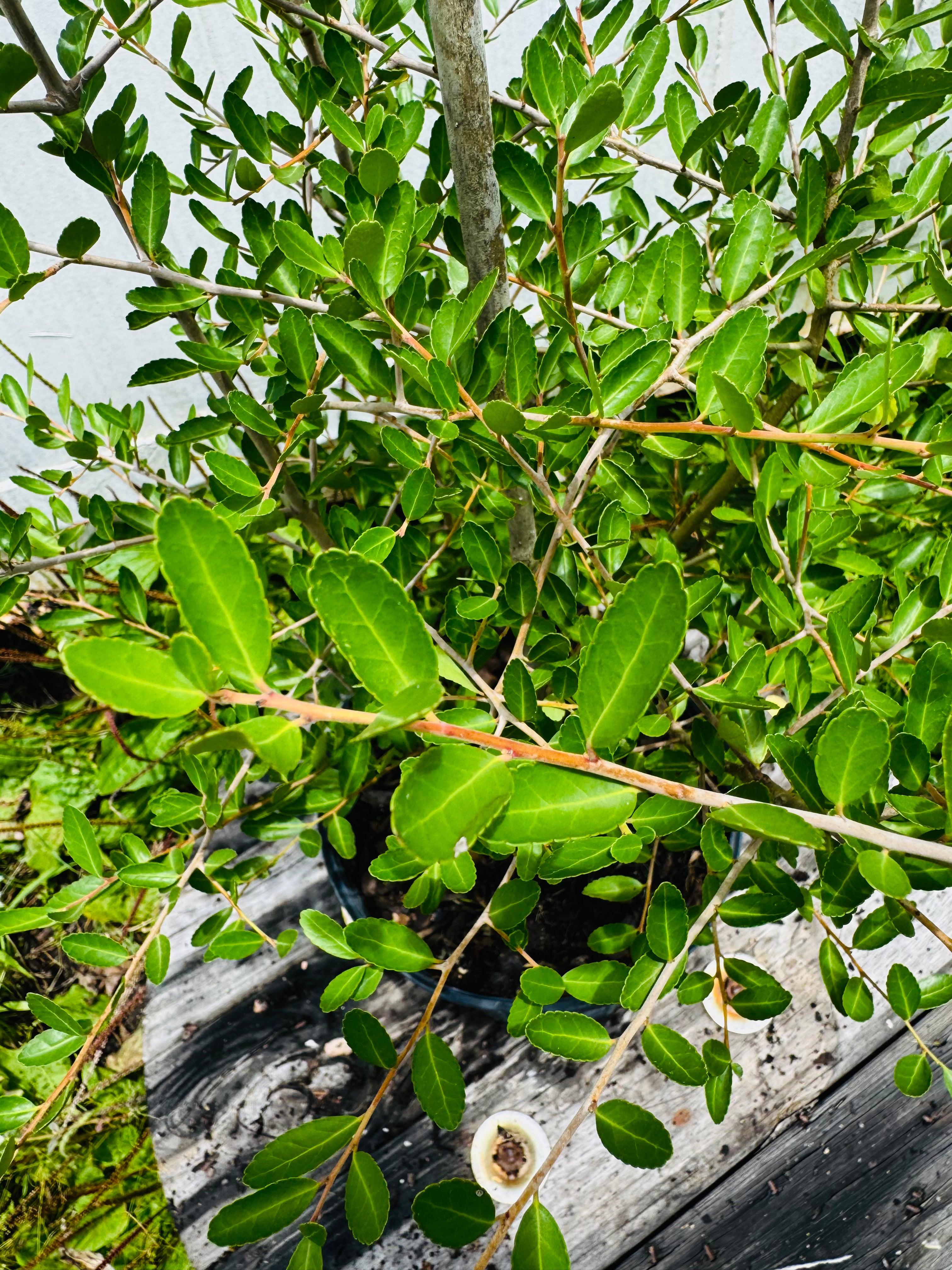 Close-up of a green leafy plant with a blurred background