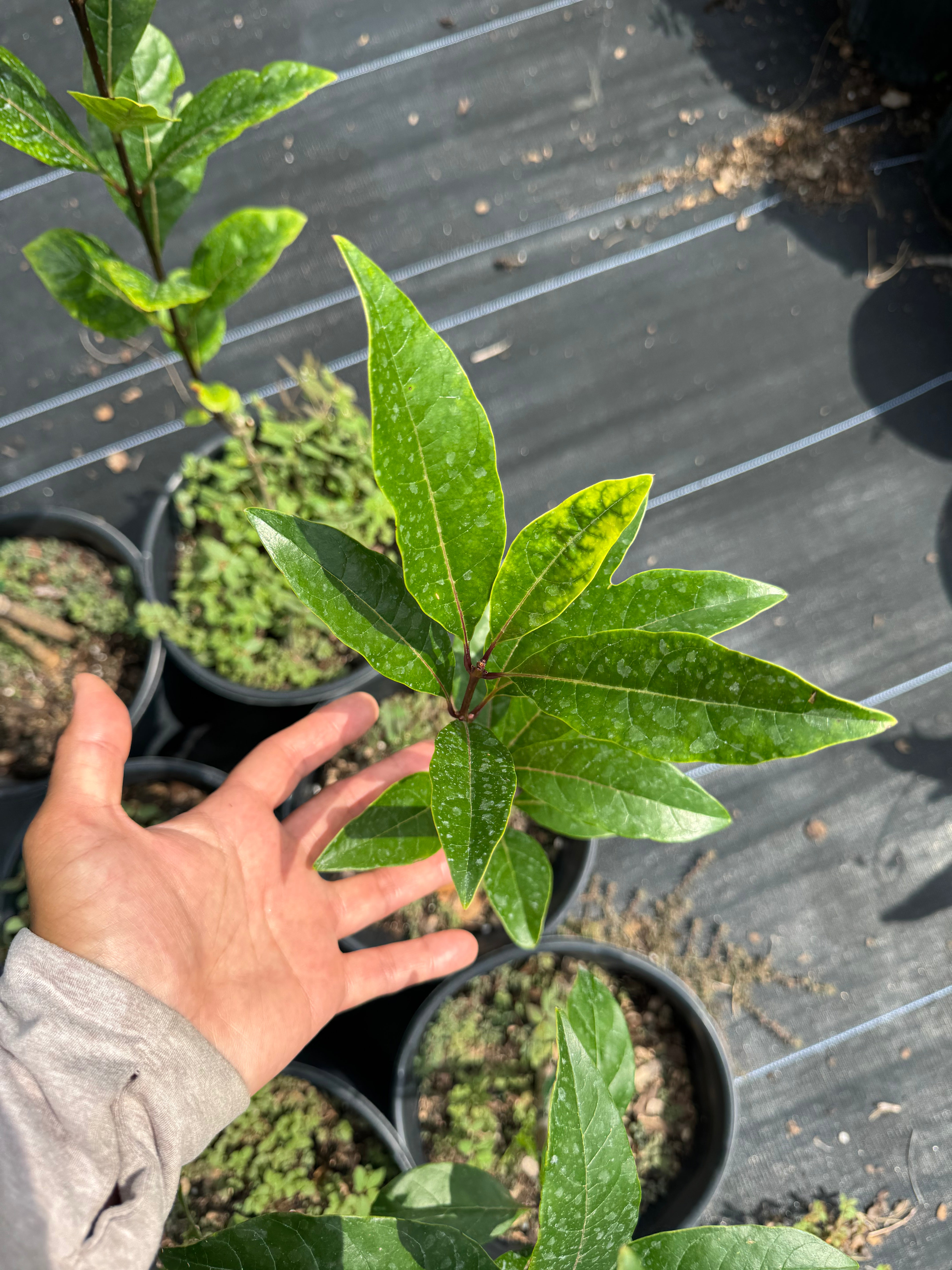 American Fringe Tree (Chionanthus Virginicus)