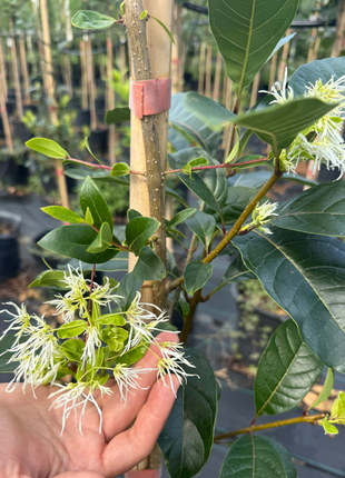 American Fringe Tree (Chionanthus Virginicus)