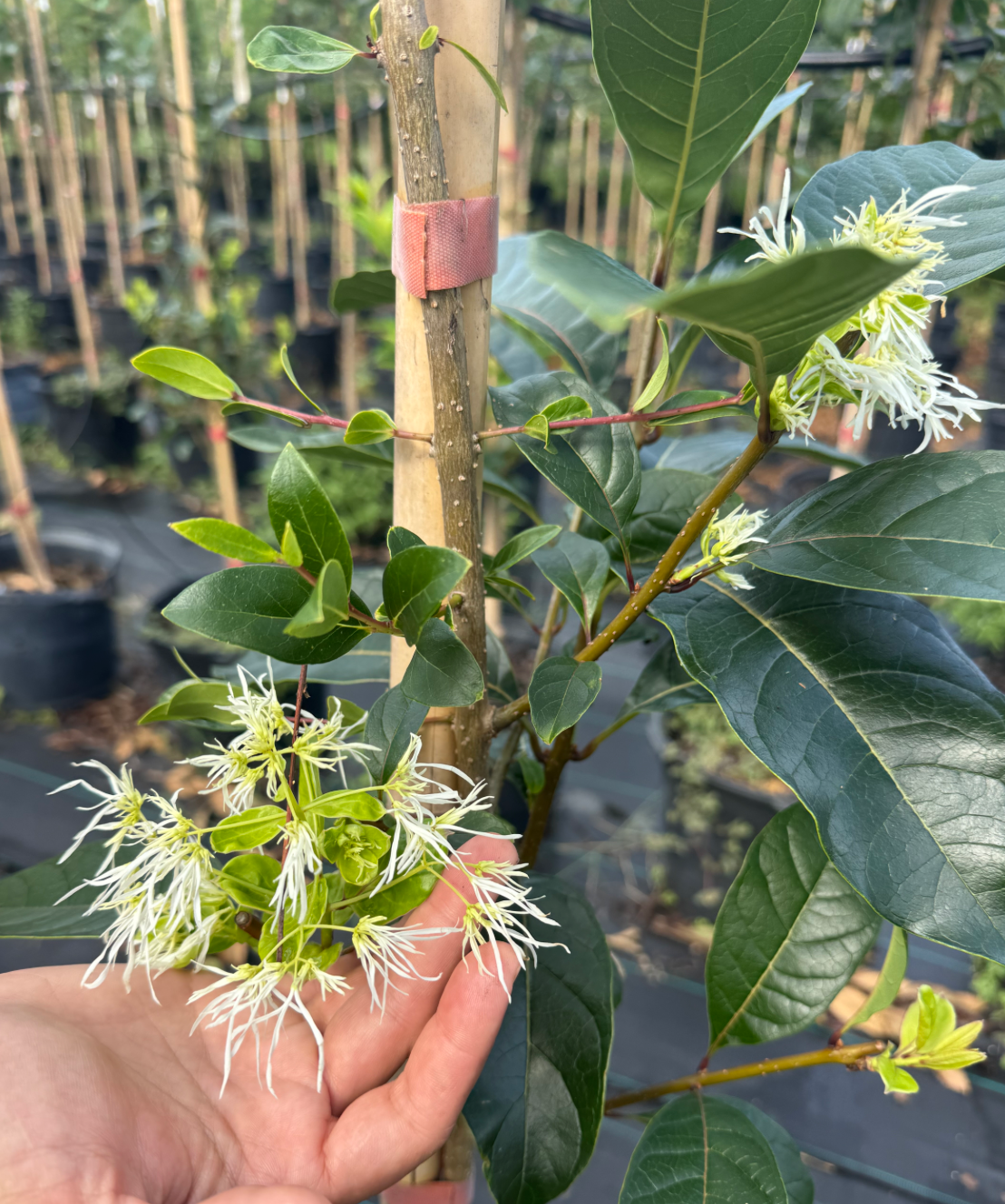 American Fringe Tree (Chionanthus Virginicus)