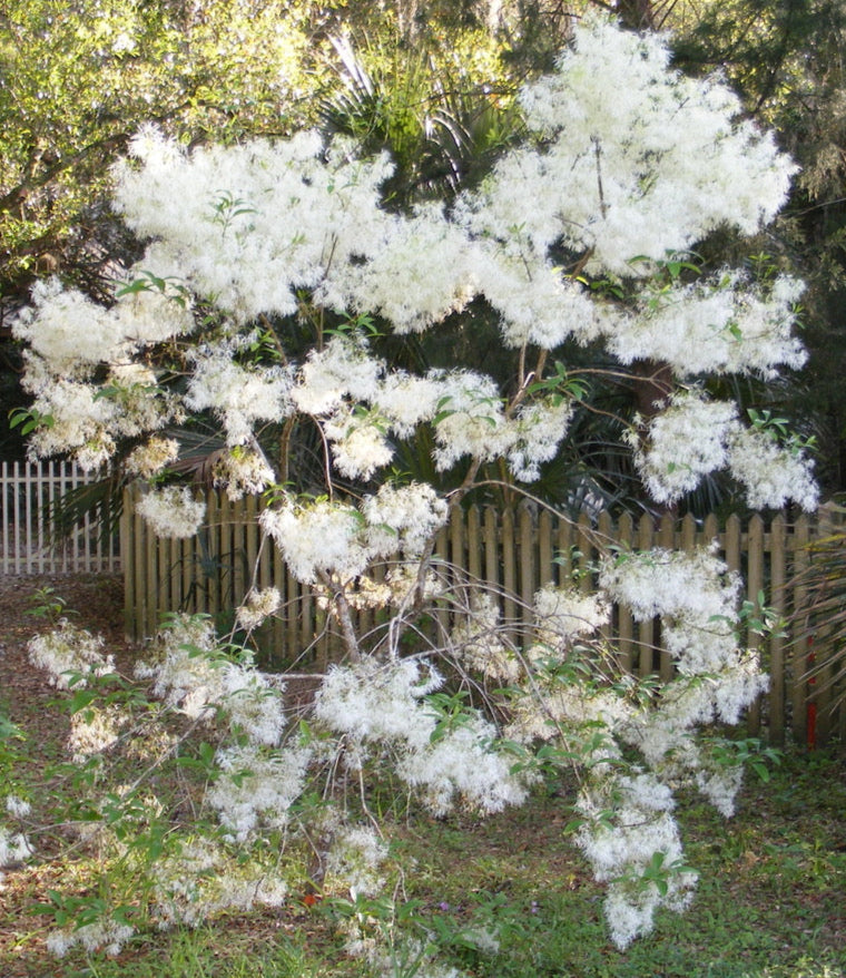 American Fringe Tree 3 & 15 Gallon (Chionanthus Virginicus) – Stunning ...
