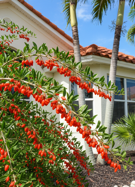 Goji Berry (Lycium barbarum)