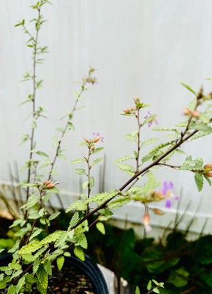 Grayleaf Teabush (Melochia tomentosa)