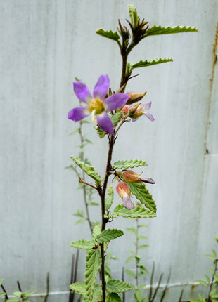 Grayleaf Teabush (Melochia tomentosa)