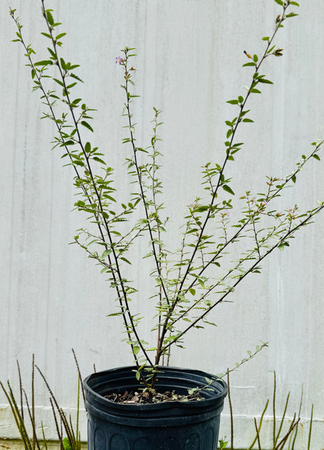 Grayleaf Teabush (Melochia tomentosa)