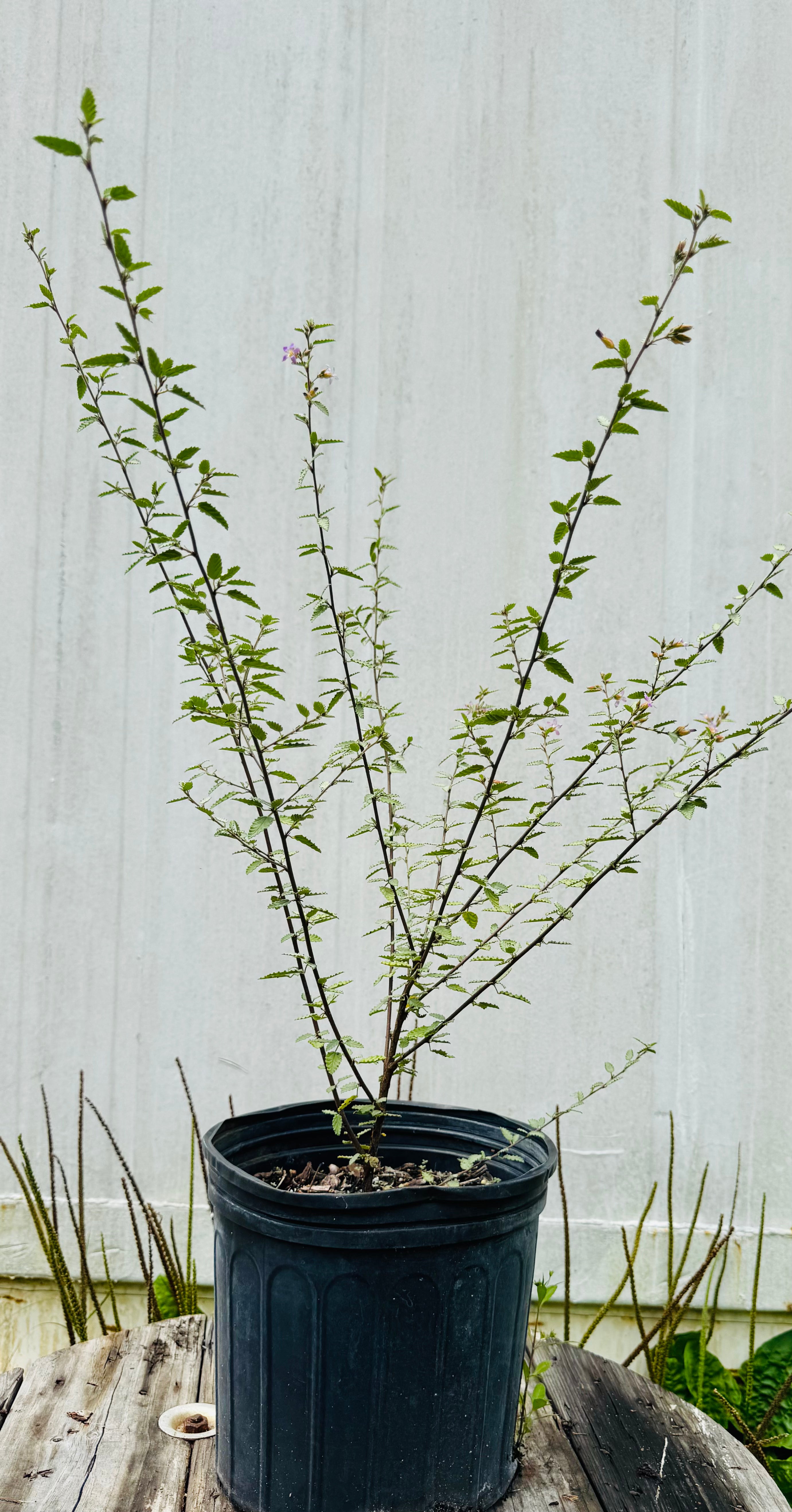 Grayleaf Teabush (Melochia tomentosa)