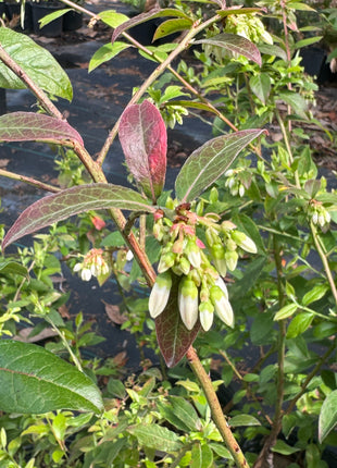 Highbush Blueberry (Vaccinium Corymbosum)