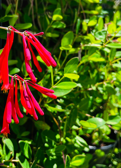 Coral Honey Suckle (Lonicera sempervirens)