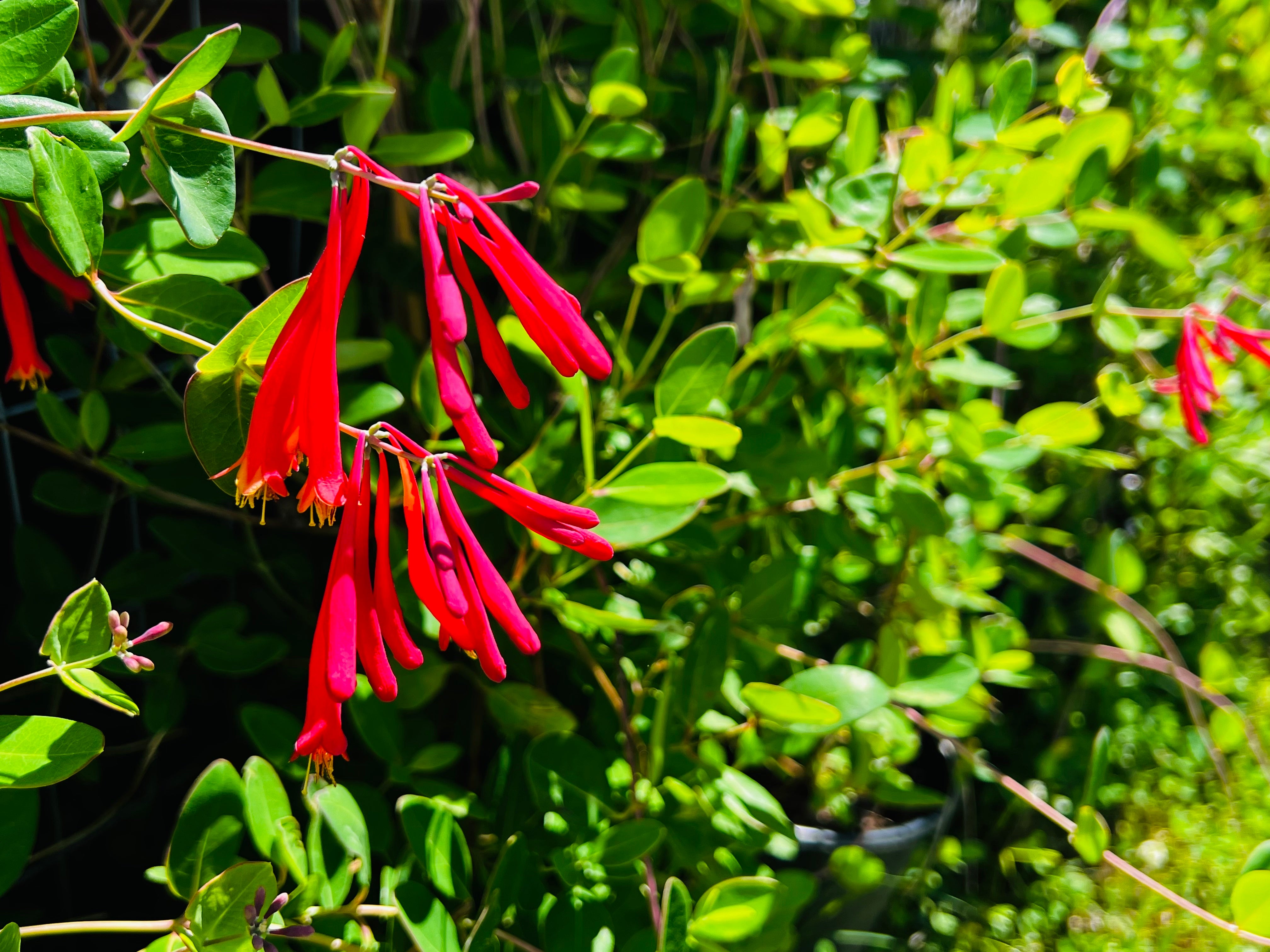 Coral Honey Suckle (Lonicera sempervirens) Liner