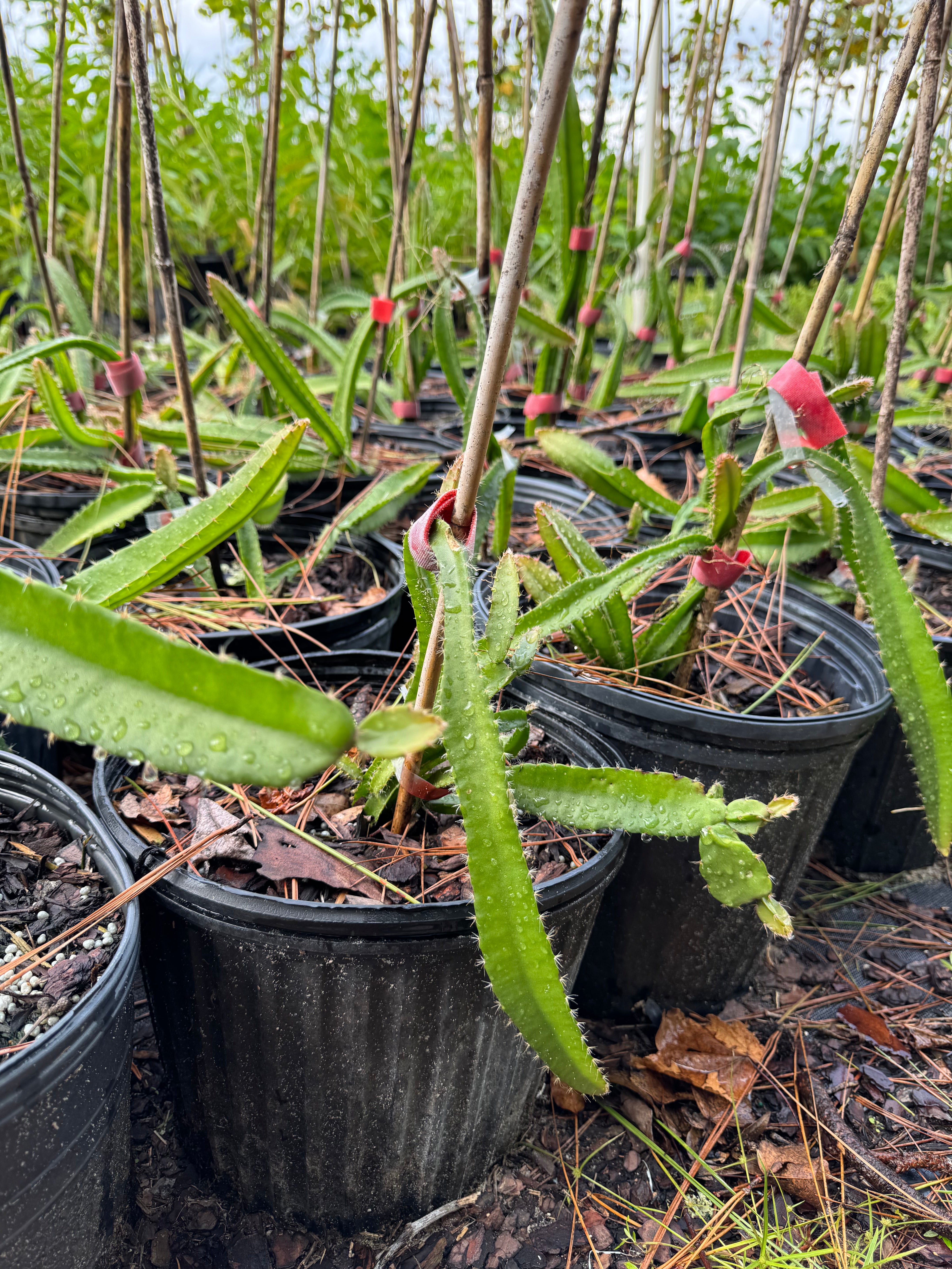 Dragon Fruit (Selenicereus Undatus)