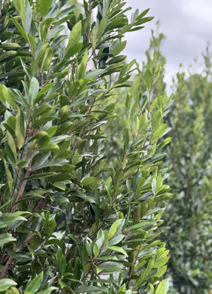 Cherry laurel foliage