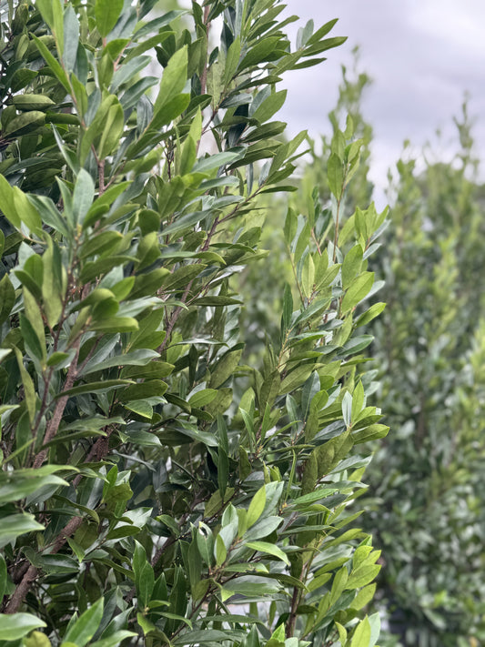 Cherry Laurel (Prunus Laurocerasus) 15g