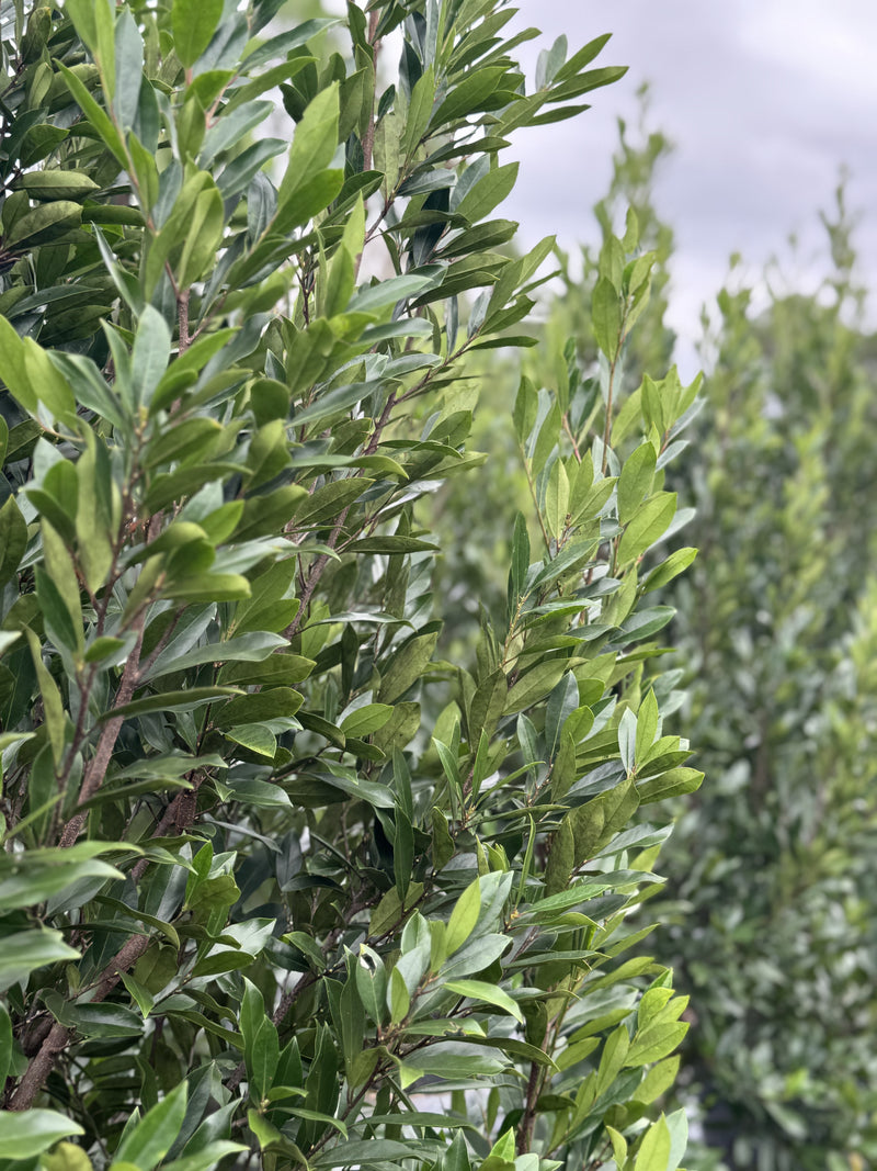 Cherry laurel foliage