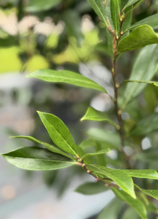 Cherry laurel