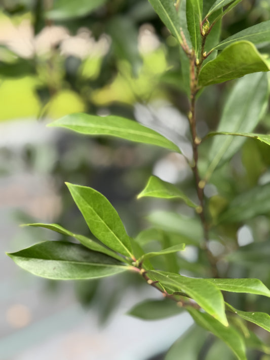 Cherry Laurel (Prunus Laurocerasus) 15g