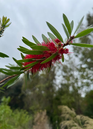 Weeping Bottlebrush Tree (Callistemon Viminalis weeping)