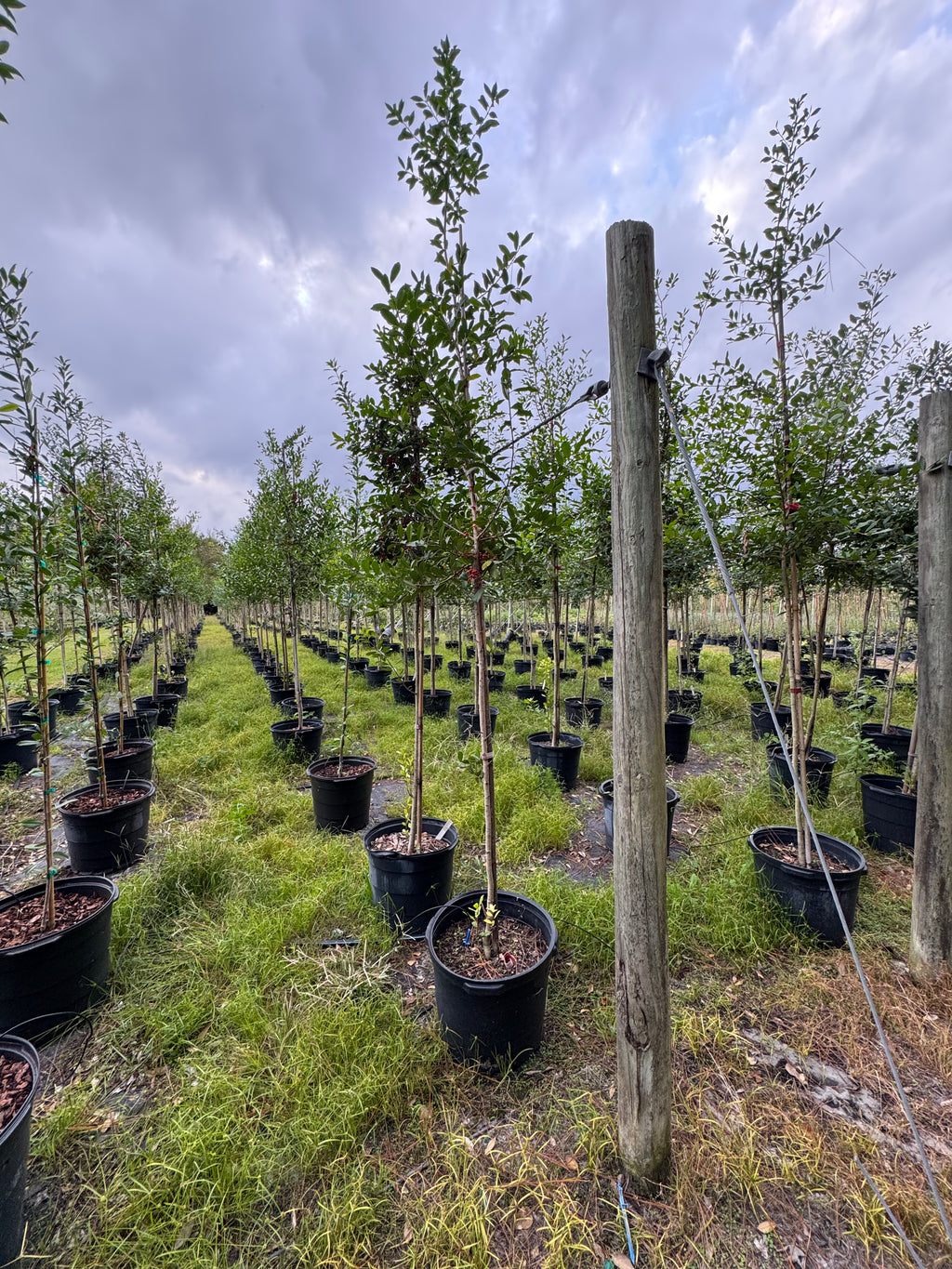 East Palatka Holly (Ilex X Attenuata) Florida Native 15 Gallon