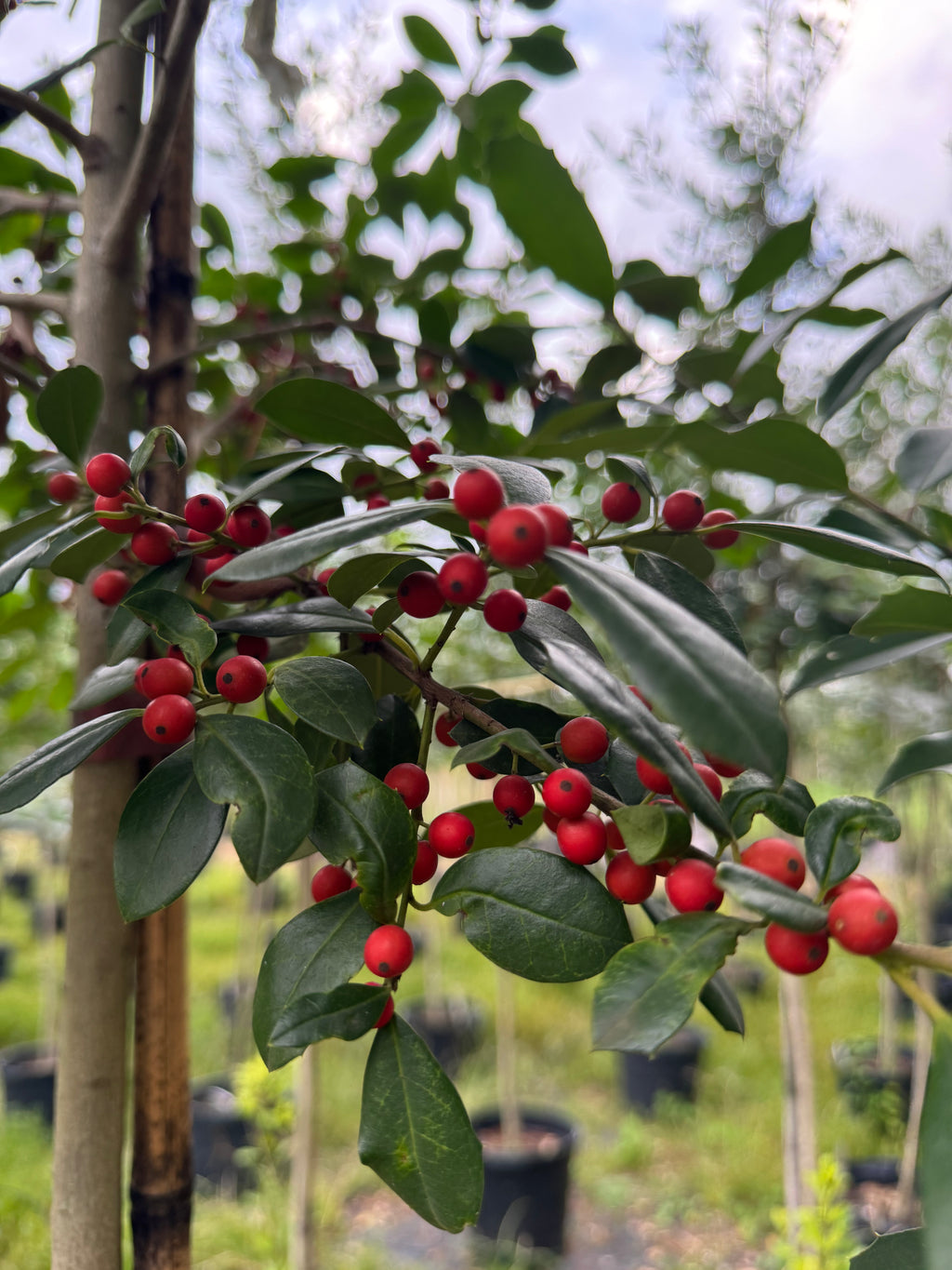 Eagleston Holly (Ilex X Attenuata)3, 15 & 30 Gallon