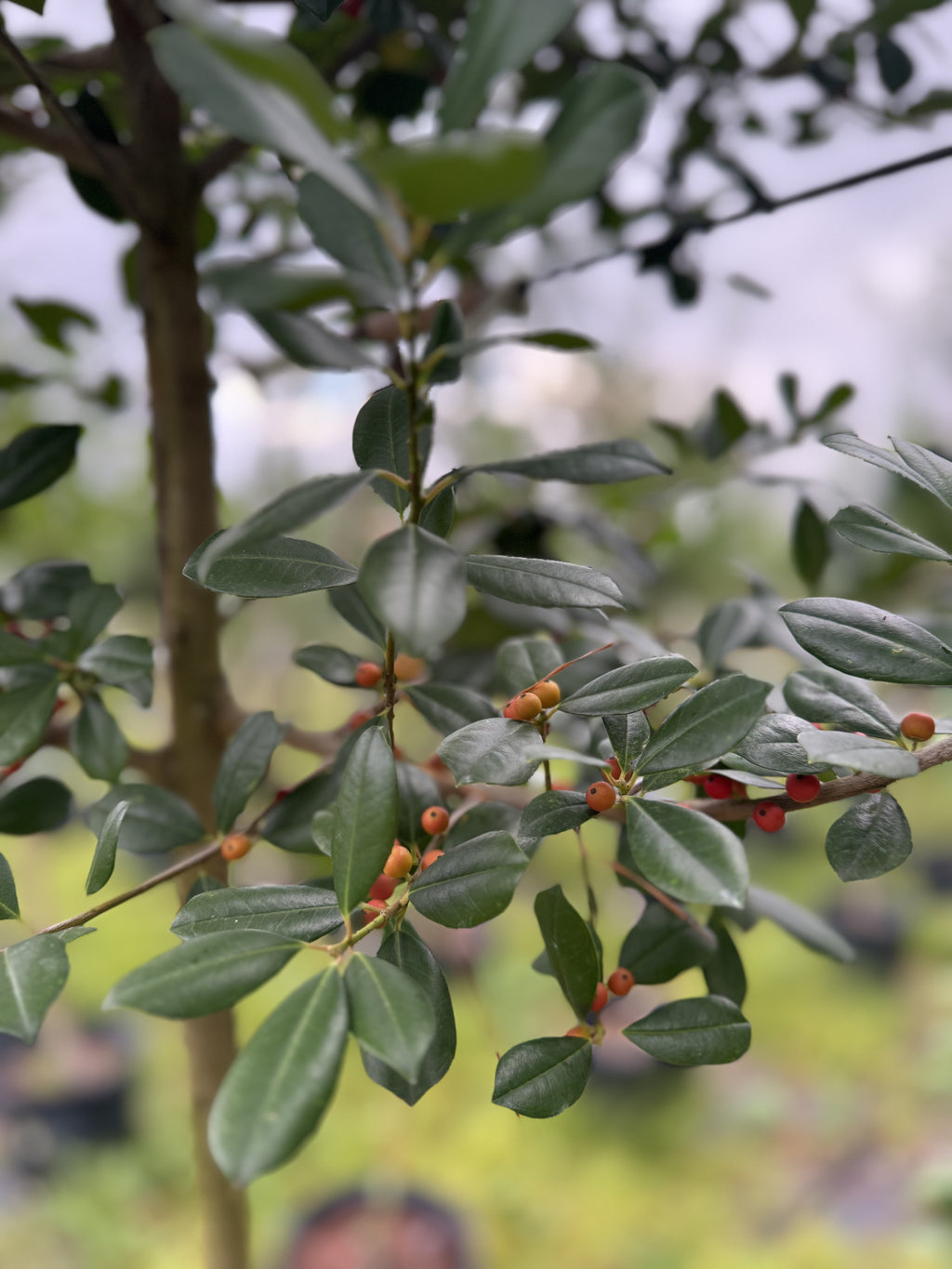 East Palatka Holly (Ilex X Attenuata) Florida Native 15 Gallon