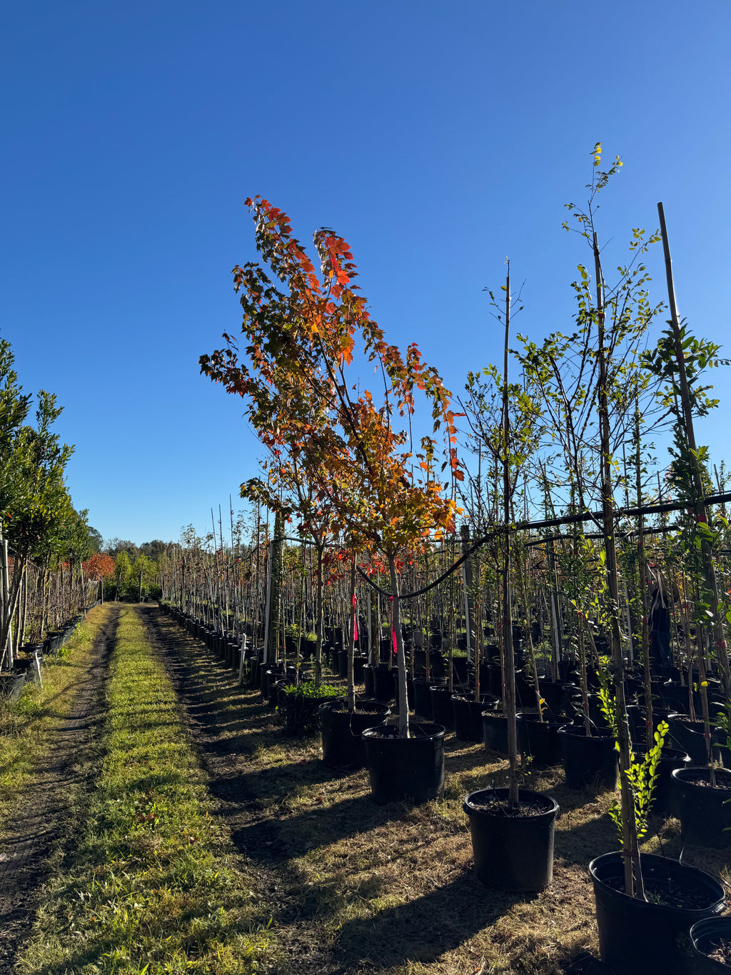 Florida Flame Maple (Acer Rubrum) 45 Gallon
