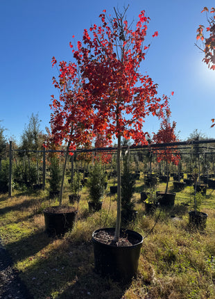 Florida Flame Maple (Acer Rubrum)