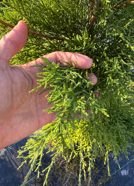 Native Southern Red Cedar (Juniperus Virginiana)