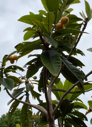 Loquat (Eriobotrya Japonica)